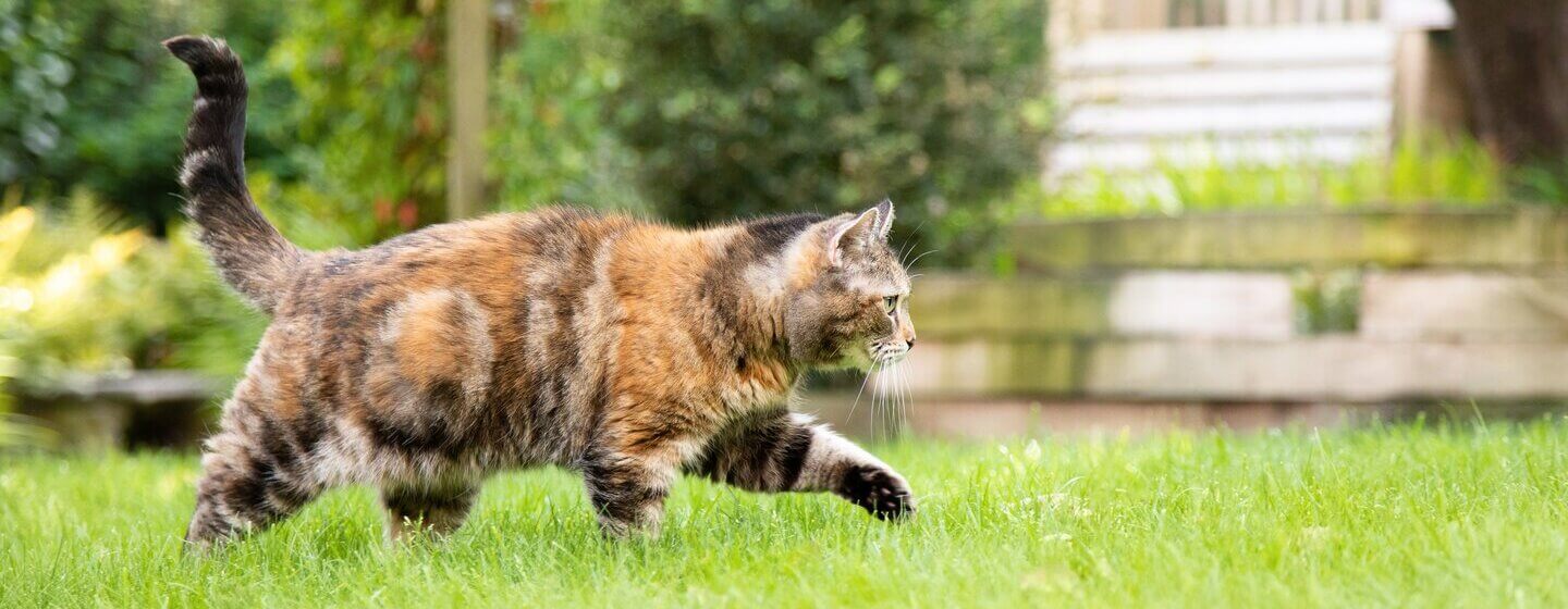 Gatto marrone scuro e irregolare che cammina attraverso l'erba.