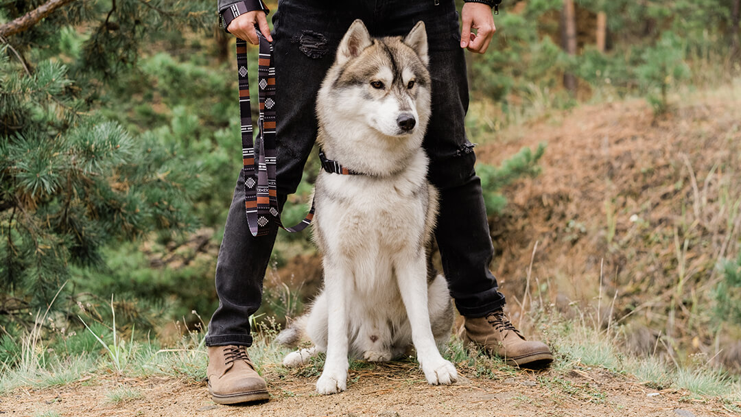 Cane in piedi con il proprietario nel bosco