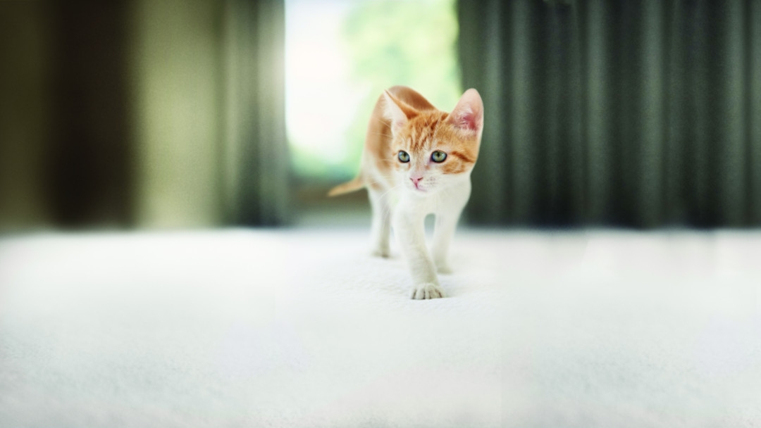 Gattino che cammina in casa sul tappeto