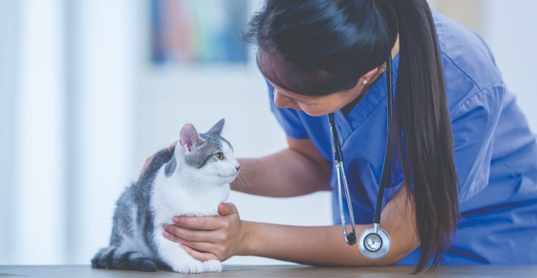 veterinario benessere gatto
