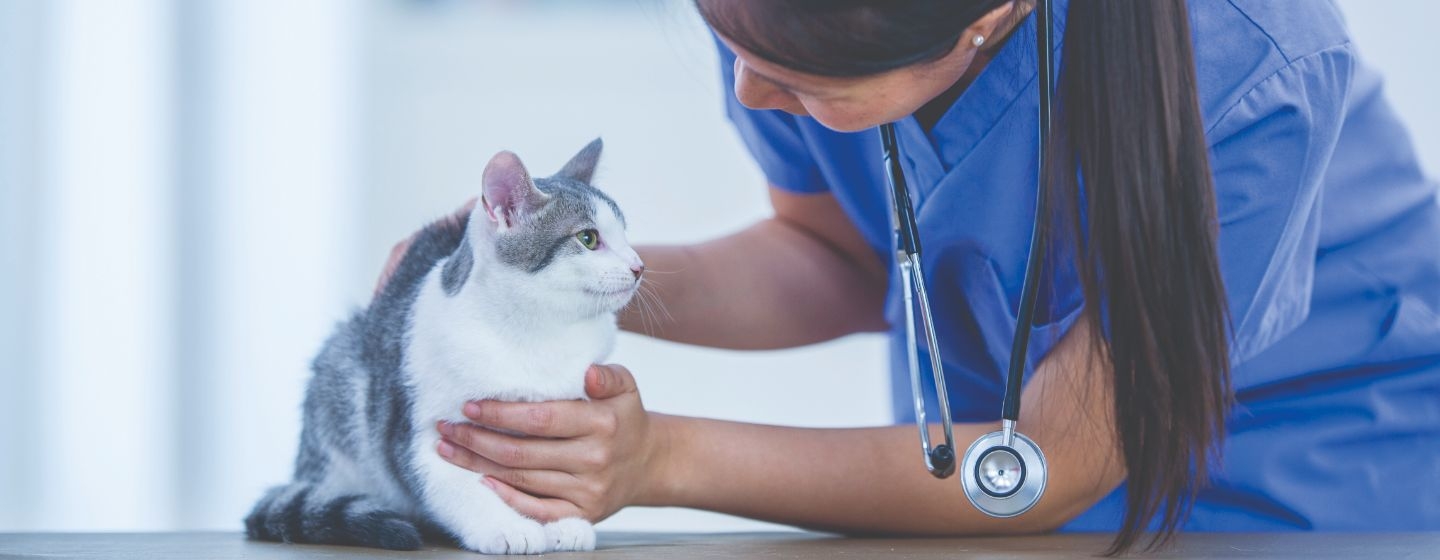 veterinario benessere gatto