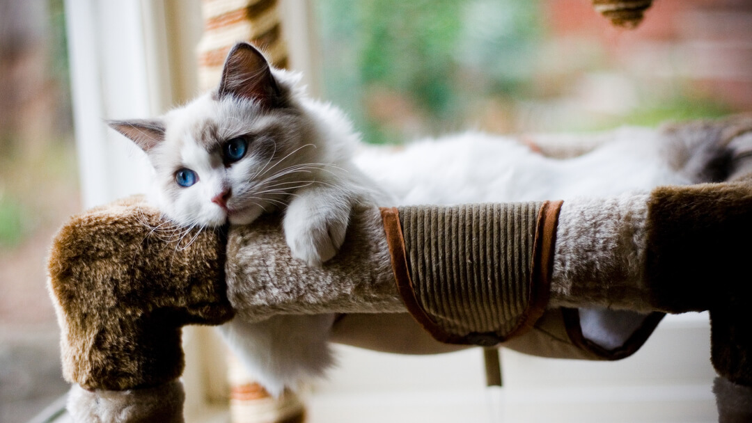 gattino birichino con gli occhi azzurri sdraiato su un letto