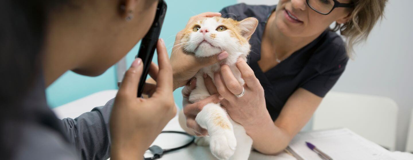 Congiuntivite del gatto: Sintomi e trattamento
