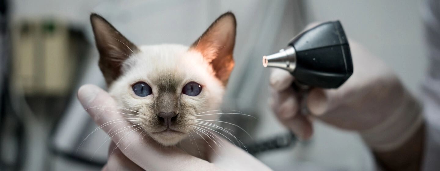 Come trattare gli acari dell'orecchio nei gatti