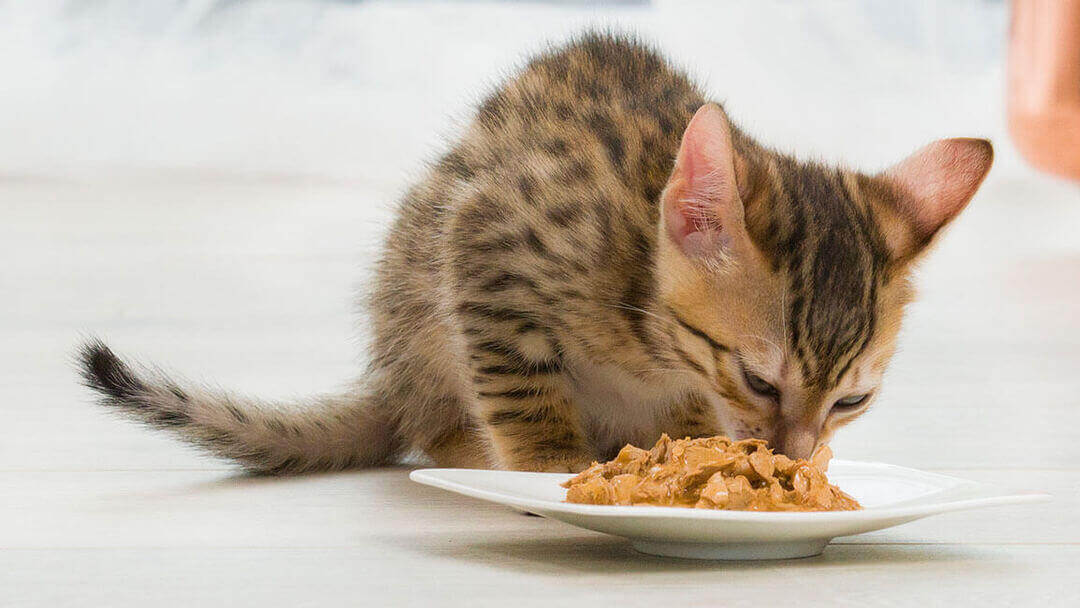 Gattino marrone che mangia cibo da un piatto