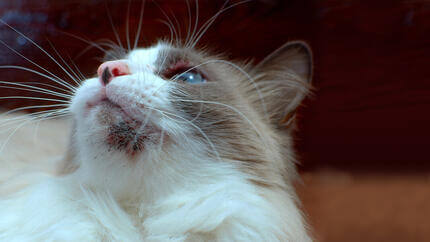 Primo piano di gatto con acne di gatto sul mento