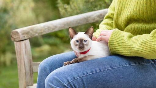 Gattino con colletto rosso seduto sulle ginocchia del proprietario