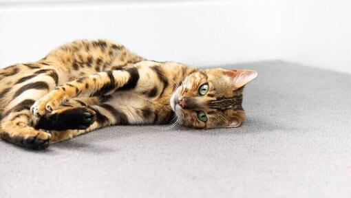 Gatto del Bengala che si raggomitola sul pavimento